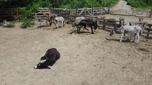 Ezelboerderij Luchtdrone Zicht Vlucht Vele Ezels Staande Liggend Kraal Ezel — Stockfoto