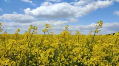 Field of flowering yellow rapeseed. Yellow rapeseed flowers grow in field and sway in wind close-up. Blue sky white clouds. Natural agro industrial agricultural background. Flowering agricultural crop
