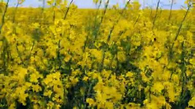 Field of flowering yellow rapeseed. Yellow rapeseed flowers grow in field and sway in wind close-up. Natural agro industrial agricultural background. Flowering agricultural crop