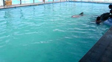 Dolphin swimming in pool during dolphin therapy. Woman caucasian swimming with dolphins. Girl holding fins of dolphin. Dolphinarium. Leisure, relaxation entertainment, recreation. Marine sea mammals