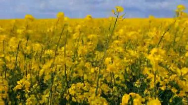 Field of flowering yellow rapeseed. Yellow rapeseed flowers grow in field and sway in wind close-up. Natural agro industrial agricultural background. Flowering agricultural crop