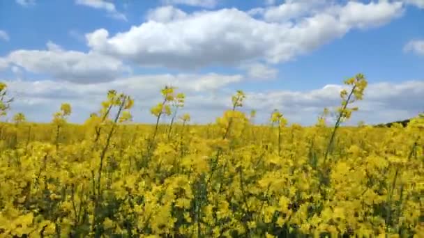 Field Flowering Yellow Rapeseed Yellow Rapeseed Flowers Grow Field Sway — Stockvideo