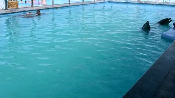 Woman Caucasian Swimming Dolphins Pool Dolphin Therapy Girl Holding Fins — Wideo stockowe