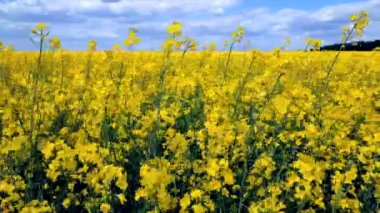 Field of flowering yellow rapeseed. Yellow rapeseed flowers grow in field and sway in wind close-up. Blue sky white clouds. Natural agro industrial agricultural background. Flowering agricultural crop