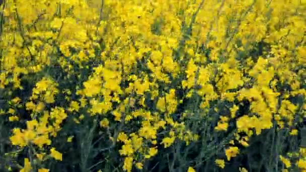 Field Flowering Yellow Rapeseed Yellow Rapeseed Flowers Grow Field Sway — Vídeo de Stock