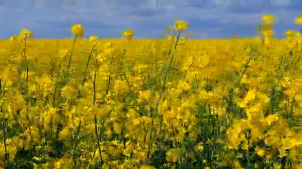 Field Flowering Yellow Rapeseed Yellow Rapeseed Flowers Grow Field Sway — Stock videók