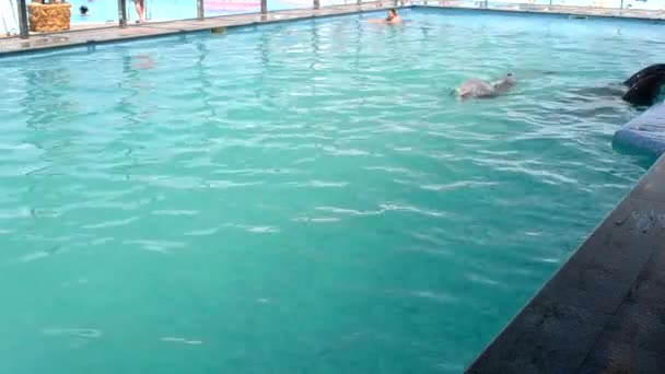 Dolphin Swimming Pool Dolphin Therapy Woman Caucasian Swimming Dolphins Girl — Vídeo de stock