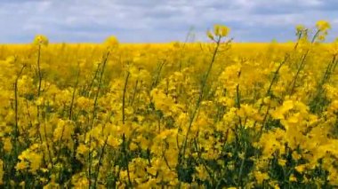 Field of flowering yellow rapeseed. Yellow rapeseed flowers grow in field and sway in wind close-up. Natural agro industrial agricultural background. Flowering agricultural crop