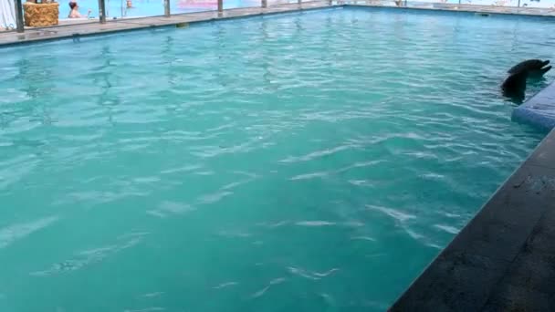 Woman Caucasian Swimming Dolphins Pool Dolphin Therapy Girl Holding Fins — Stockvideo