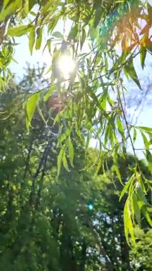 Willow branches with fresh green leaves swaying in wind against clear blue sky with shining sun. Rays of sun shine through the branches and leaves of tree. Beautiful natural background. Vertical video