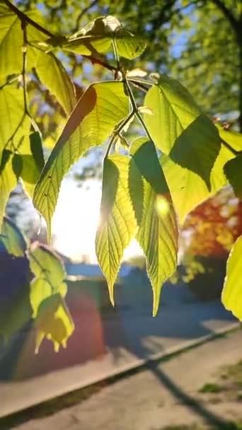 Soleil Brille Travers Des Feuilles Vertes Vives Fraîches Par Une — Video