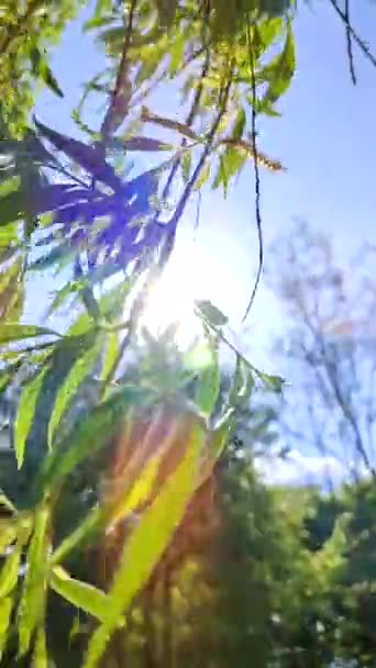 Κλαδιά Ιτιάς Φρέσκα Πράσινα Φύλλα Που Ταλαντεύονται Στον Άνεμο Ενάντια — Αρχείο Βίντεο