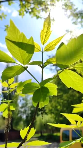 Beautiful Young Fresh Leaf Tree Branch Blue Sky Swaying Wind — 图库视频影像