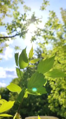 Beautiful young fresh leaf on tree branch against blue sky and swaying in wind close-up. Concept ecology, environmental protection, organic Beautiful natural spring background. Vertical video
