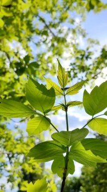 Beautiful young fresh leaf on tree branch through which sun shines against blue sky and swaying in wind close-up. Concept ecology, environmental protection. Natural spring background. Vertical video