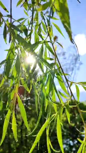 Willow Branches Fresh Green Leaves Swaying Wind Clear Blue Sky — Stok video