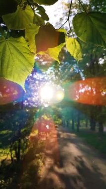 Sun shines through leaves on tree branches in city park. Green fresh young leaves sway in wind on background of shining sun. Sunbeams shine through leaves. Beautiful natural background. Vertical video