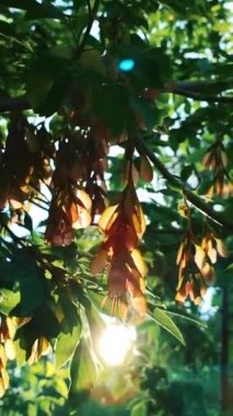 Sun shine through green ash leaves and seeds of tree at dawn sunset in spring summer. Leaves, pink ash-tree seeds sway in wind on background of shining sun. Beautiful natural background Vertical video