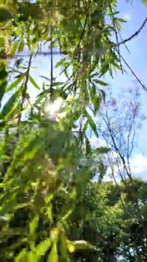 Willow branches with fresh green leaves swaying in wind against clear blue sky with shining sun. Rays of sun shine through the branches and leaves of tree. Beautiful natural background. Vertical video