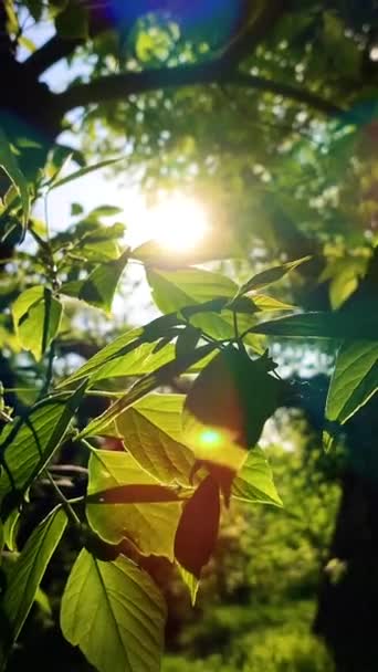 Sun Shine Green Leaves Tree Dawn Sunset Summer Green Fresh — Stock videók