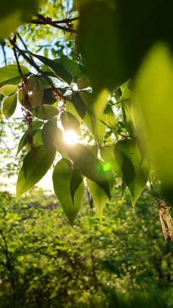 Sun Shine Green Leaves Tree Dawn Sunset Summer Green Fresh – stockvideo