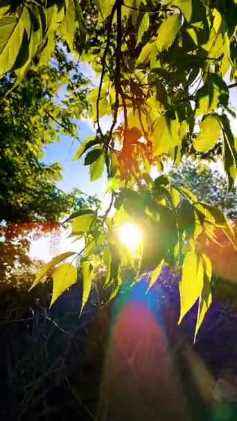 Sun Shines Leaves Tree Branches Incity Park Green Fresh Young — Video