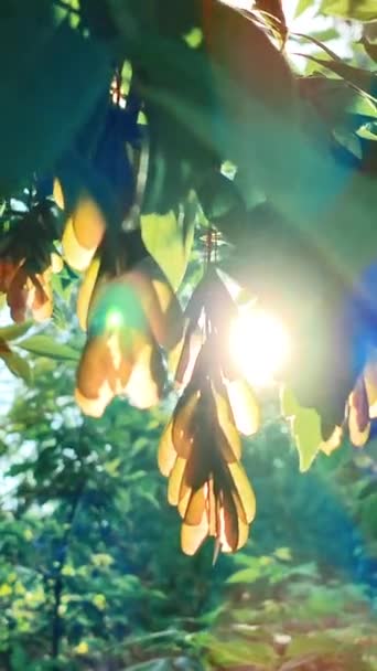 Sun Shine Green Ash Leaves Seeds Tree Dawn Sunset Spring – stockvideo