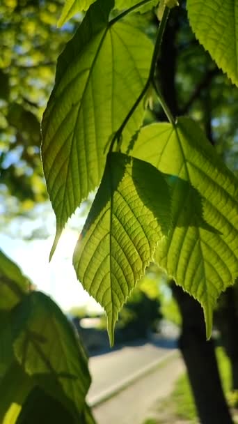 Сонце Світить Свіжим Молодим Яскраво Зеленим Листям Дереві Навесні Сонячного — стокове відео