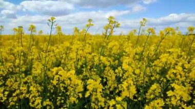 Field of flowering yellow rapeseed. Yellow rapeseed flowers grow in field and sway in wind close-up. Blue sky white clouds. Natural agro industrial agricultural background. Flowering agricultural crop