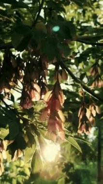 Sun shine through green ash leaves and seeds of tree at dawn sunset in spring summer. Leaves, pink ash-tree seeds sway in wind on background of shining sun. Beautiful natural background Vertical video
