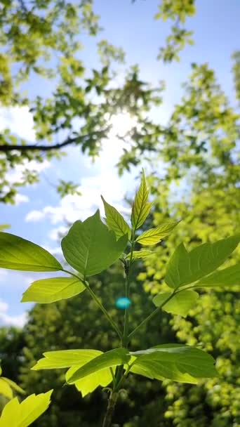 Beautiful Young Fresh Leaf Tree Branch Which Sun Shines Blue — Vídeo de Stock