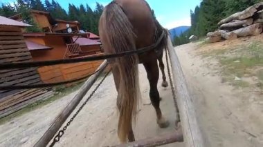 A horse pulls a wooden cart wagon along a dirt road on a sunny summer day close-up. Bottom view