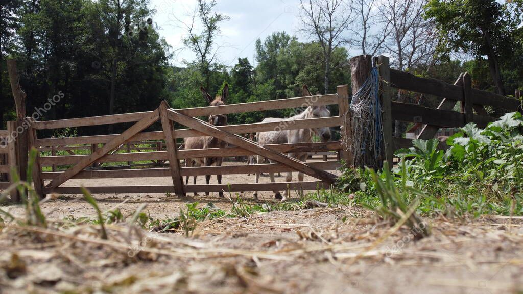 Two donkeys stand behind corral fence at donkey farm. Two muzzles of