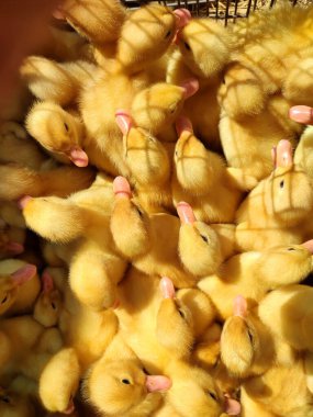 Pek çok küçük sarı ördek yaklaşıyor. Pek çok ördek yavrusu manzaralı. Çiftlik hayvanları, tarım sektörü, evcil hayvan yetiştiriciliği, endüstriyel üretim. Ördek çiftliği. Ördek yetiştiriyor. Tarım geçmişi