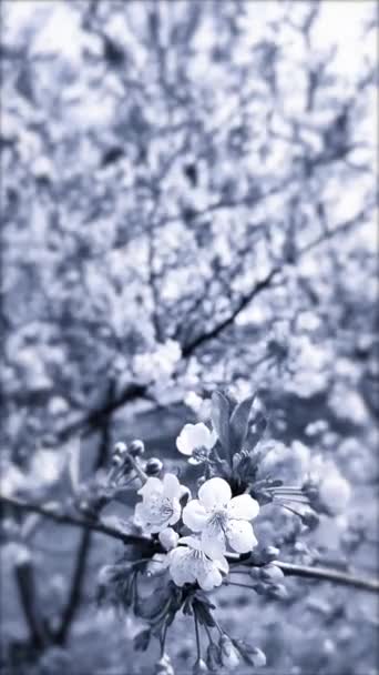 White Blooming Cherry Flowers Buds Branch Leaves Close Lots Flowers — Stockvideo