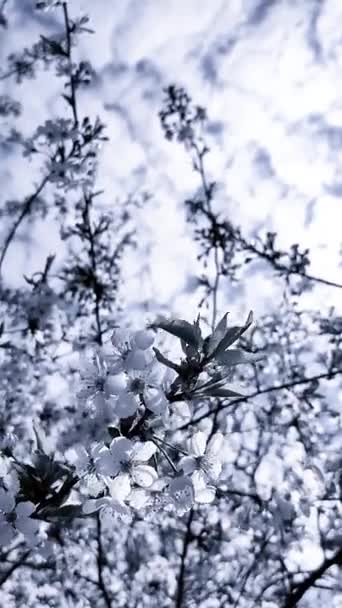 White Blooming Cherry Flowers Buds Branch Leaves Close Lots Flowers — Stok Video