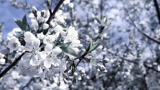 White Blooming Cherry Flowers Buds Branch Leaves Blue Sky Close — Stok Video