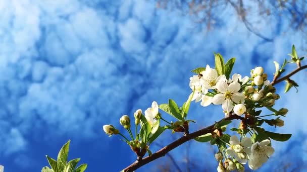 Vita Blommande Körsbär Blommor Och Knoppar Gren Med Gröna Blad — Stockvideo