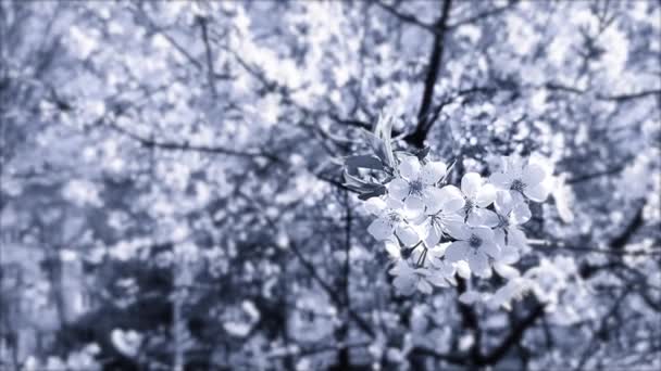 White Blooming Cherry Flowers Buds Branch Green Leaves Close Lots — Wideo stockowe