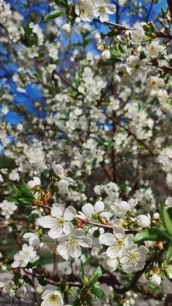 Fiori Ciliegio Bianchi Che Sbocciano Boccioli Ramo Con Foglie Verdi — Video Stock