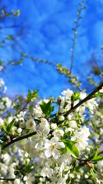 White Blooming Cherry Flowers Buds Branch Green Leaves Blue Sky — Stockvideo