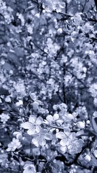 Білі Квіти Вишні Бутони Гілці Листям Крупним Планом Прекрасний Природний — стокове відео