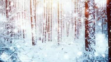 Snow is falling in a snowy pine forest on a sunny winter day. Snowfall in the forest. Sun highlight glare, sunbeams. Fairy magic forest. New Year Christmas background. Beautiful natural background.