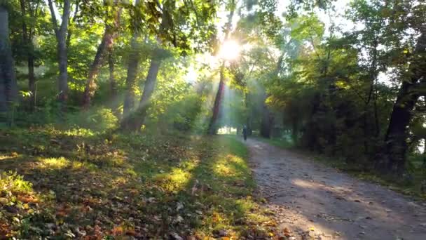 Κίνηση Στο Πάρκο Χωματόδρομο Πρωί Του Καλοκαιριού Ήλιος Λάμπει Μέσα — Αρχείο Βίντεο