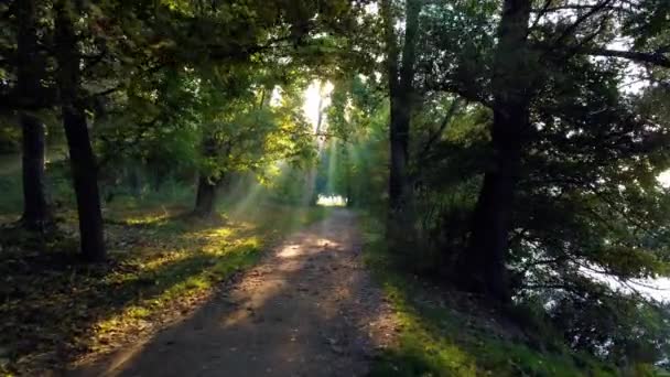 Movement Park Dirt Path Summer Morning Sun Shines Branches Green — Vídeo de Stock