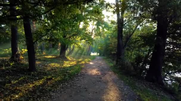 Movement Park Dirt Path Summer Morning Sun Shines Branches Green — Vídeo de Stock