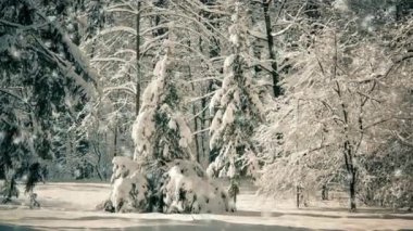 Snow is falling in a park with spruce trees covered with snow on a winter sunny day. Snowfall in the forest close-up. Fairy magic forest. New Year Christmas background. Beautiful natural background