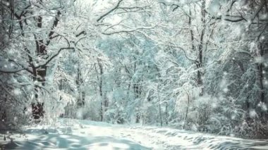 Snowfall in the snowy forest on sunny winter day. Snowing in the snowy forest. Snowfall in the forest close-up. Fairy magic forest. New Year Christmas holiday background. Beautiful natural background