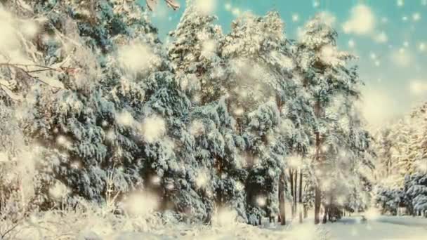 Snow Falling Park Tall Pine Trees Covered Snow Winter Sunny — 图库视频影像