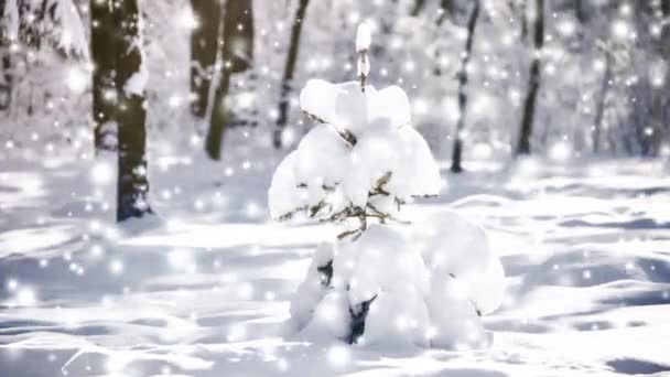 Small Beautiful Christmas Tree Covered Thick Layer Snow Snowy Meadow — Vídeos de Stock